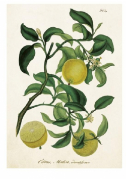 Karnet ST209 B6 + koperta Drzewko cytrynowe