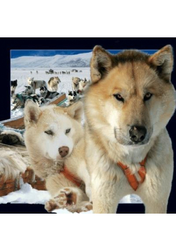 Pocztówka 3D Husky