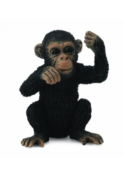 Szympans młody myślący S