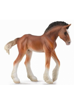 Źrebię Clydesdale Bay M