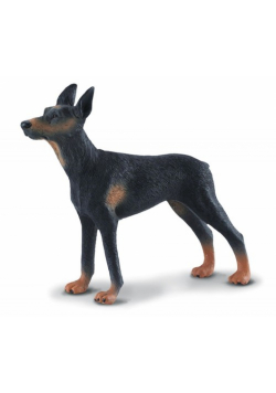 Pies doberman L