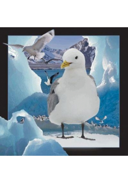 Pocztówka 3D - Mewa na lodzie