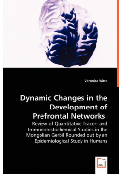 Dynamic Changes in the Development of Prefrontal Networks