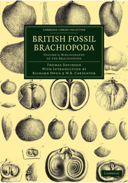 British Fossil Brachiopoda
