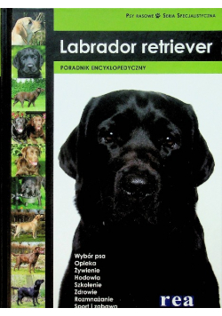 Labrador retriever REA