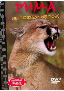 Puma niebezpieczna piękność DVD Nowa