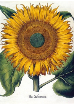 Karnet B6 z kopertą Sunflower
