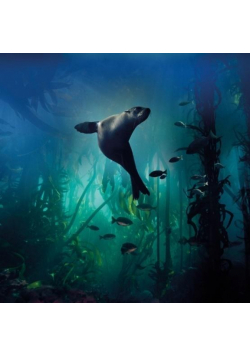 Karnet kwadrat z kopertą Galapagos Sea Lion
