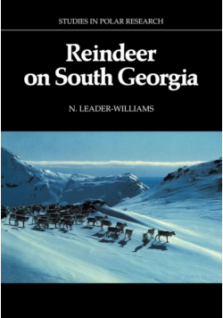 Reindeer on South Georgia