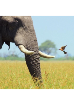 Karnet kwadrat z kopertą African Bull Elephant