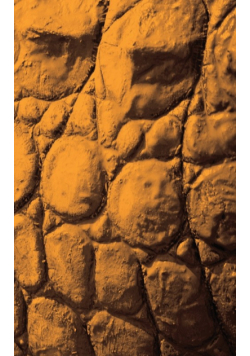 Alive! crocodile skin - Sepia - Photo Art Notebooks (5 x 8 series)