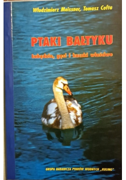 Ptaki Bałtyku łabędzie gęsi i kaczki właściwe