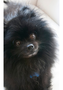 Pomeranian Cuteness