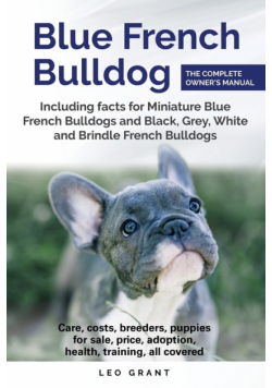 Blue French Bulldog