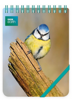 Kołonotes ozdobny Blue Tit