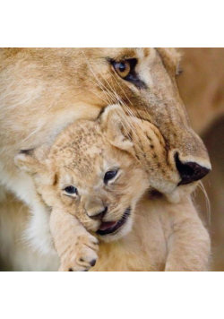 Karnet kwadrat z kopertą Lioness and cub