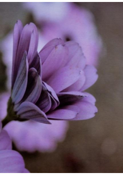 Fotoalbum kieszeniowy klejony Floret