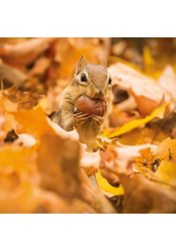Karnet kwadrat z kopertą Chipmunk with an acorn