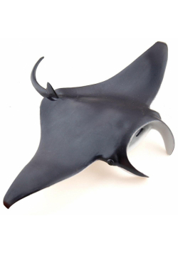 Manta