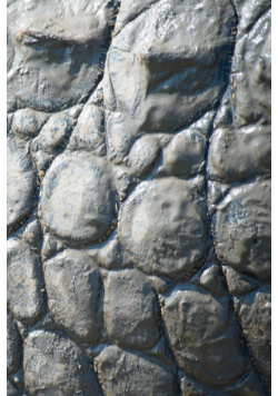 Alive! crocodile skin - Natural and muddy - Photo art notebooks (6 x 9 series)