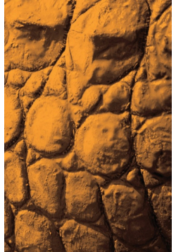 Alive! crocodile skin - Sepia - Photo Art Notebooks (6 x 9 series)