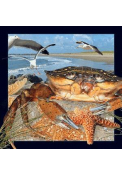 Magnes 3D Krab