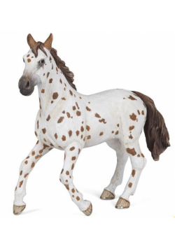 Klacz Appaloosa