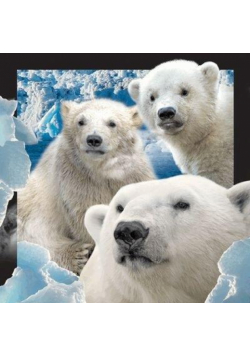Pocztówka 3D - Niedźwiedzie polarne w śniegu