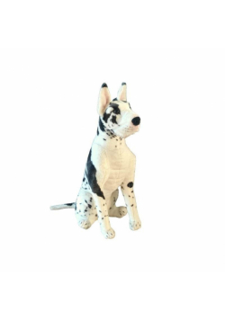 Dog niemiecki łaciaty siedzący 64cm