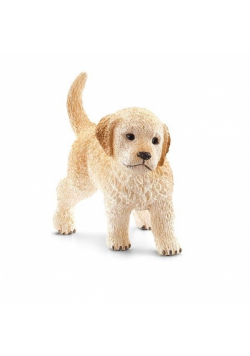 Szczenię Golden Retriever