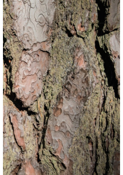 Wood II - Sweden - Photo Art Notebooks (6 x 9 series)
