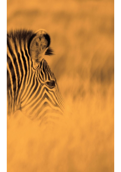 Alive! zebra stripes - Sepia - Photo Art Notebooks (5 x 8 series)