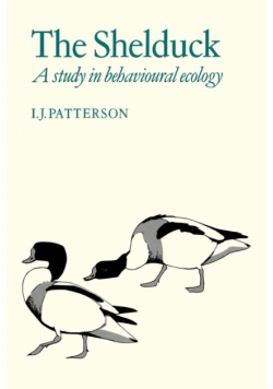 The Shelduck