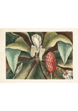 Karnet ST298 B6 + koperta Magnolia