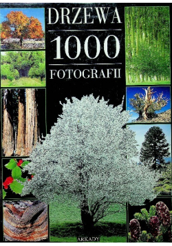 Drzewa 1000 Fotografii
