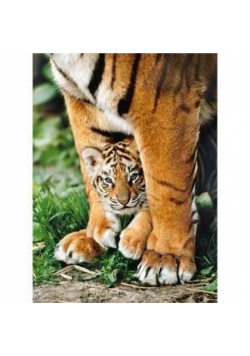 Puzzle 500 Bengal Tiger Cub