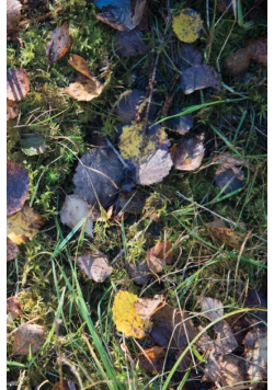 Autumn Ground II - Sweden - Photo Art Notebooks (6 x 9 series)