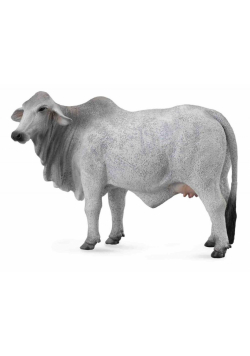 Krowa brahman