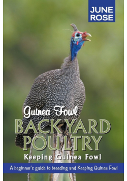 Guinea Fowl, Backyard Poultry