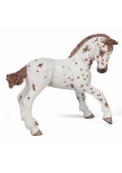 Żrebię Appaloosa