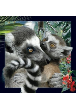 Pocztówka 3D Lemur