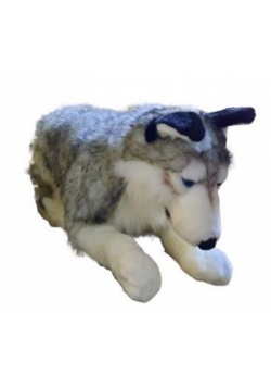 Husky 71cm