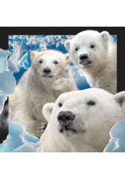 Magnes 3D Niedźwiedzie Polarne