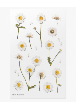 Naklejki ozdobne kwiaty - Margaretki