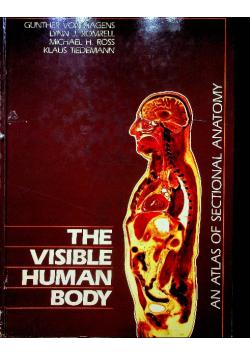 The visible human body