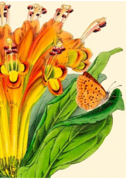 Karnet B6 z kopertą Alstromeria