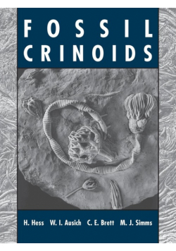 Fossil Crinoids