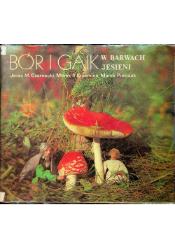 Bór i gaik w barwach jesieni