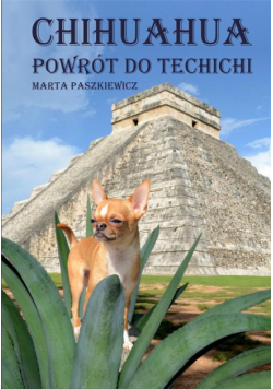 Chihuahua powrót do techichi