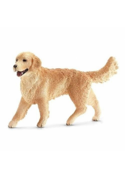 Golden Retriever suczka